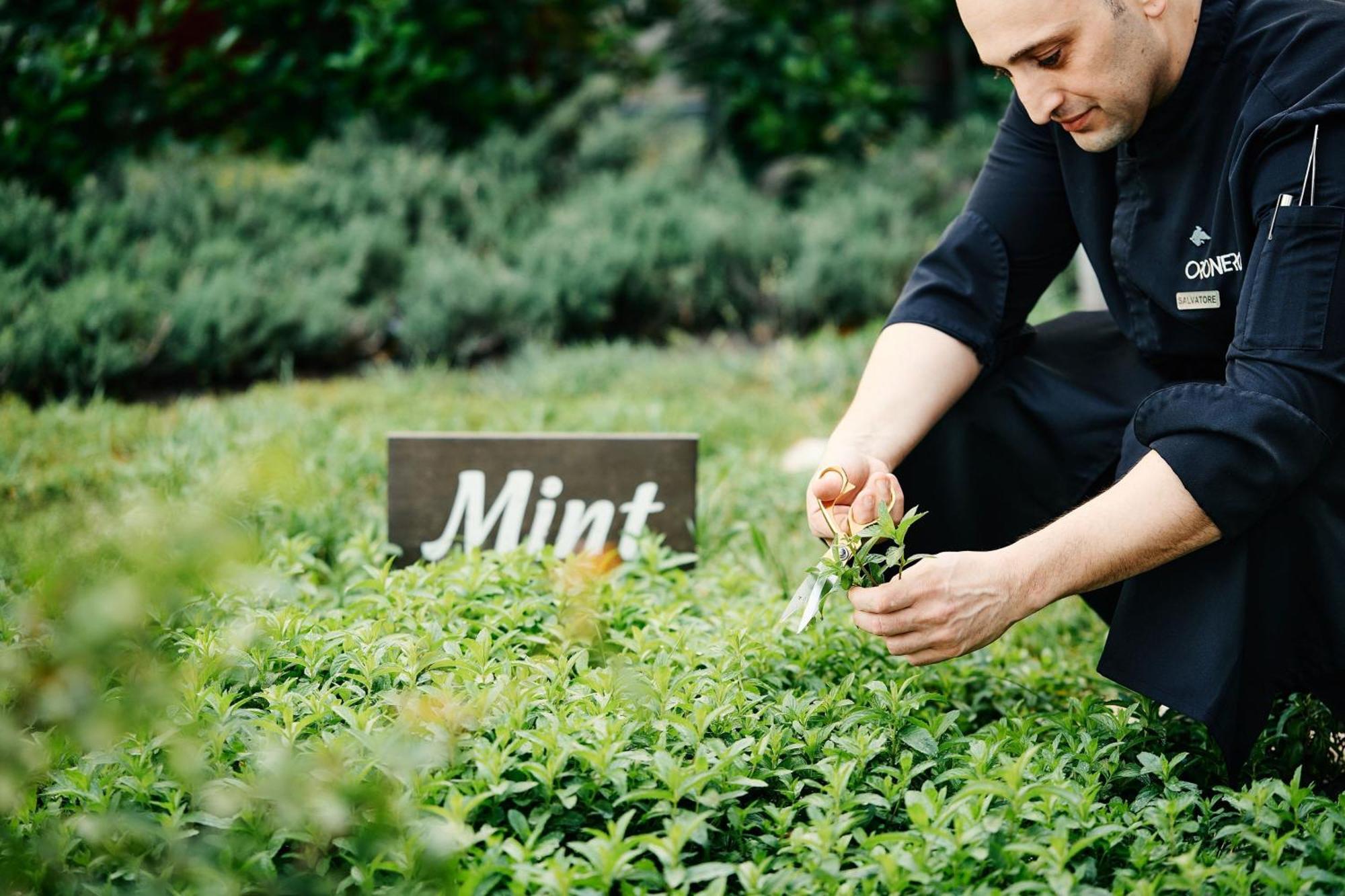 Jw 메리어트 압셰론 바쿠 호텔 외부 사진 Mint being harvested
